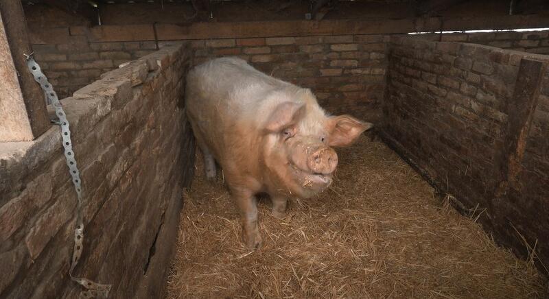 Súlyos disznót dolgoztak fel