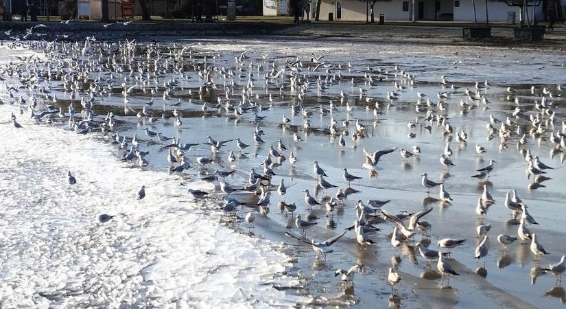 Ilyen újévi koncertre biztosan senki sem számított! (videó)