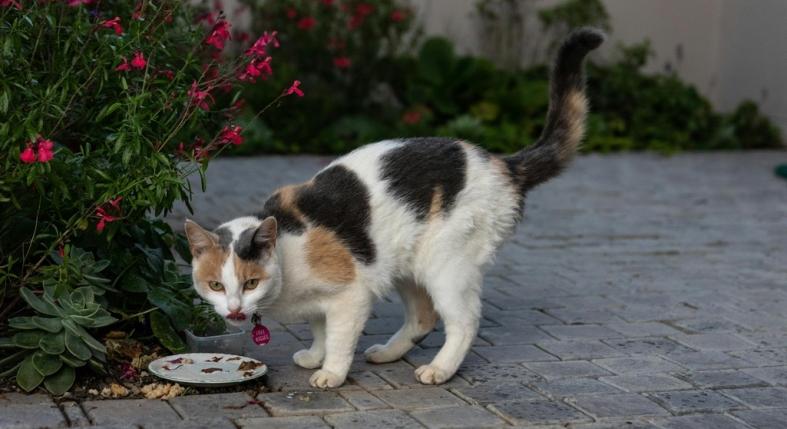 Lehet a macskának házikosztot adni?