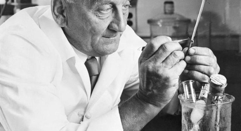 Melyik magyar tudós fedezte fel a C-vitamint? 6 kérdés a leghíresebb magyar kutatókról