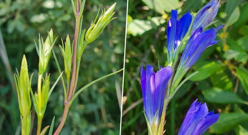 Kornistárnics, a hangyaboglárka kedvenc étele