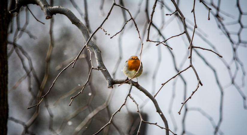 Mi az az egy dolog, ami az egész kertészévet jobbá teheti?