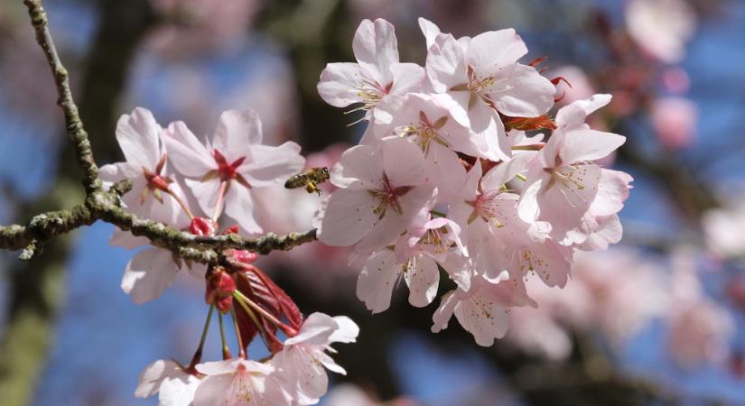 Szahalini cseresznye – a fa, amelyik tavasszal előbb virágzik, mint ahogy észbe kapnánk