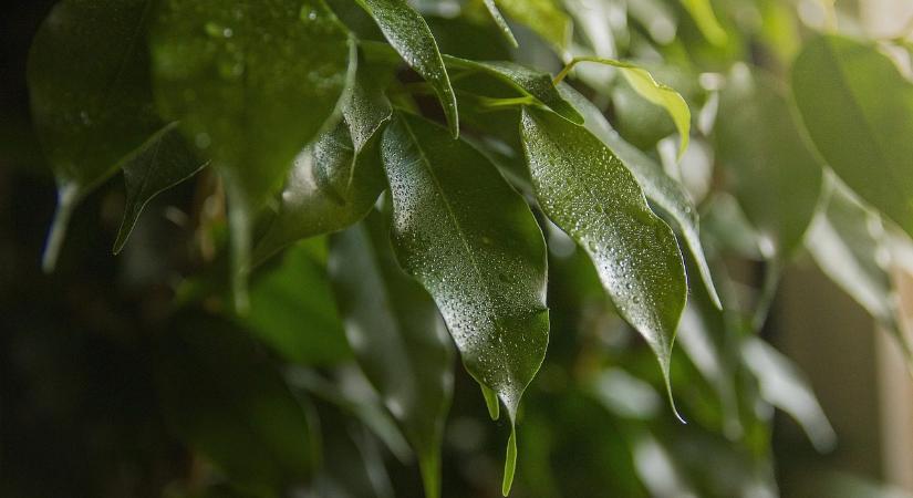Melyik szobanövény bírja leginkább a sötét szobában?