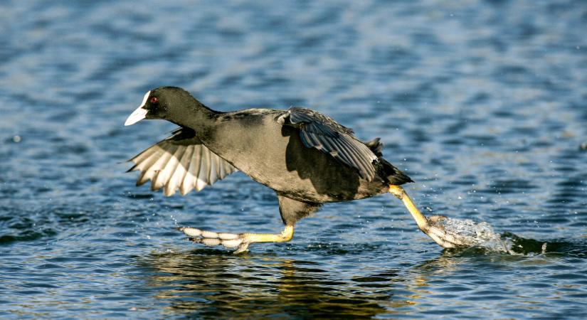 Magyarország madarai: a szárcsa