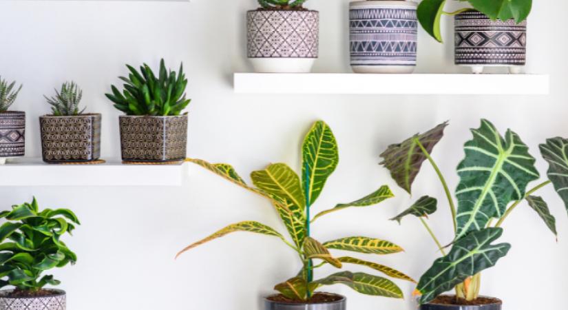 Ezek a beltéri növények akár allergiás reakciót is okozhatnak