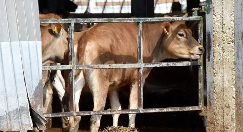 Száj- és körömfájás: 8,15 milliárd forintot fizettek ki eddig az érintett gazdáknak