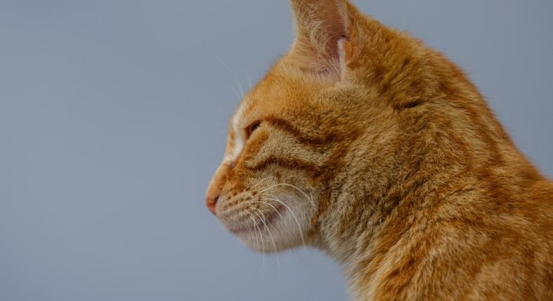 7 jel, hogy a macskád nem hall jól