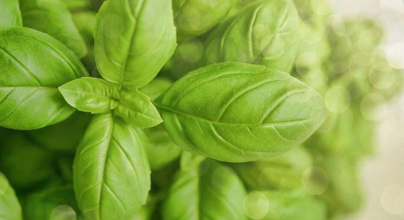 Fűszernövények vízben: termesszünk talaj nélkül!