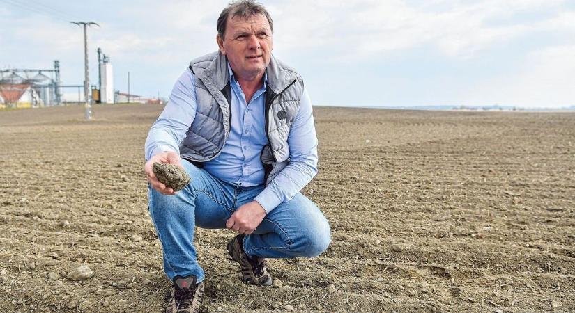 Nem az aszály vitte el a termést? A tavaszi fagy lehet a búza és a repce igazi gyilkosa