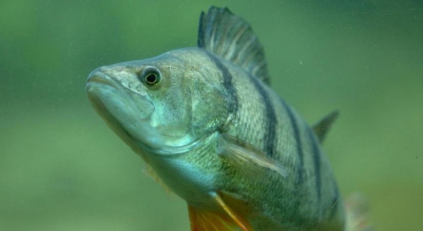 Mi okozza a téli halpusztulást a Balatonban?