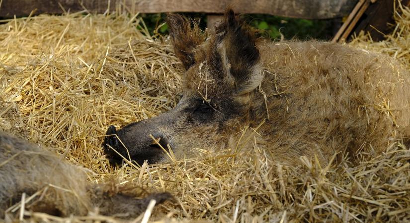 A járványok ellenére stabil az őshonos állomány