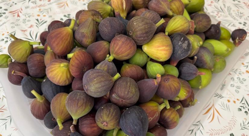 A füge nem egzotikum többé: százötven fajta bizonyítja, hogy ez lehet a jövő gyümölcse