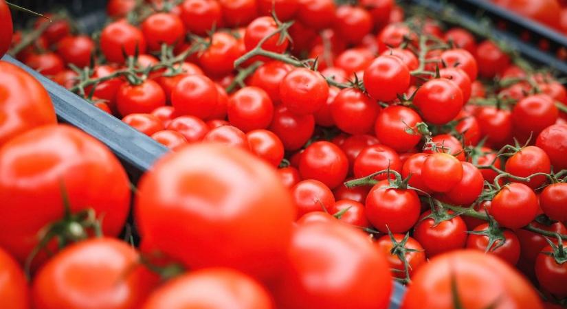 Zöldség-gyümölcs: ömlik Európába a marokkói és a török import