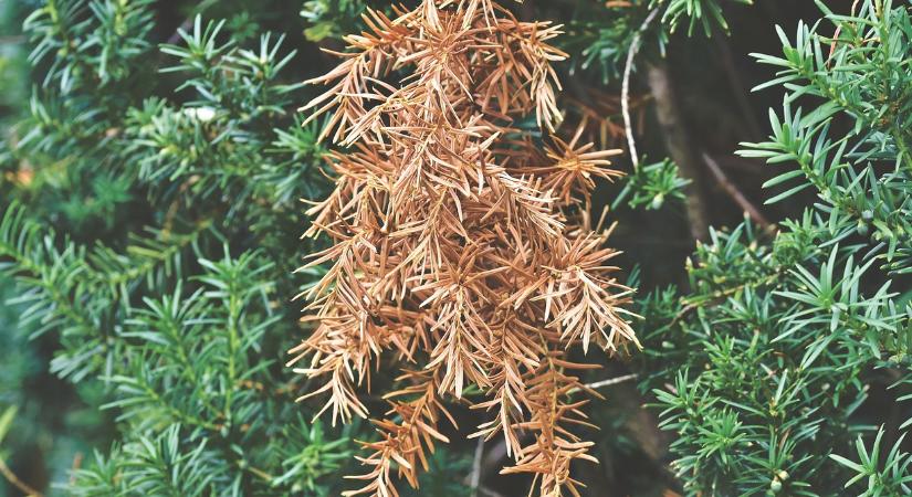 Télálló örökzöldek: hogyan óvja meg a fagy okozta barnulástól?