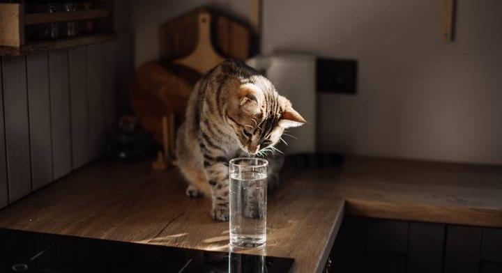 Evolúciós oka van, hogy a macskák a vizes tálba mártják a mancsukat