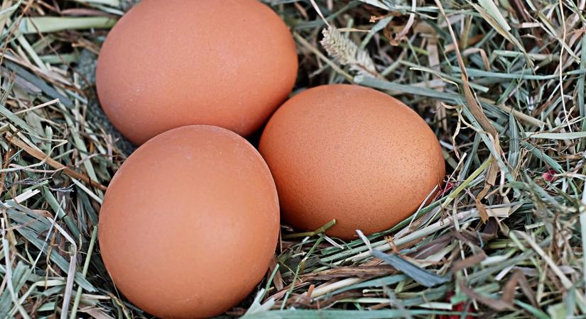 A baromfi téli tojástermelésének 7 titka