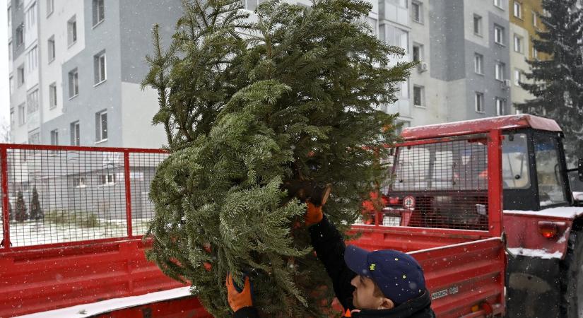 Január 7-én kezdik gyűjteni a karácsonyfákat Komáromban,a komposztálóba kerülnek