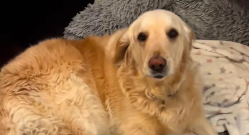 A golden retriever ébreszti a gyerekeket: békés dinoszaurusz hangja vírusos siker