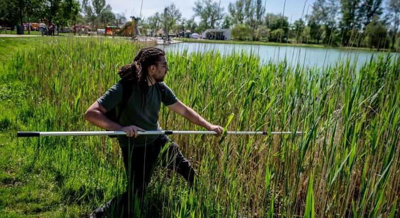 Cseppben a teknős: így foglaltak el az amerikai és ázsiai inváziós teknősök egy átlagos magyar tavacskát 2025-ben