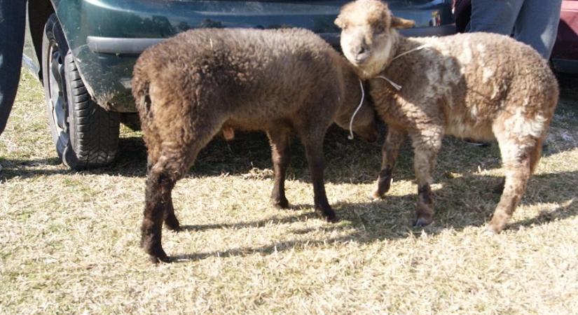 Országos állat- és kirakodóvásár Dabason