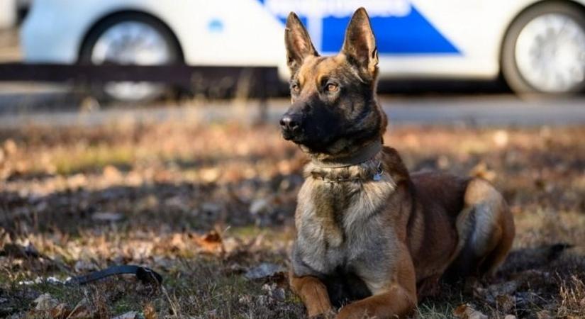 Szuperkutyát keres a rendőrség: itt a szolgálati kutya-kiválasztás időpontja
