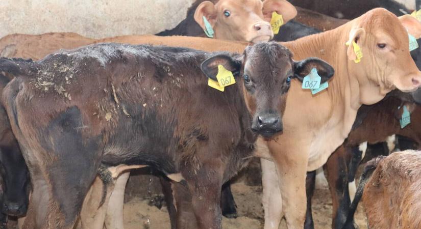 Szarvasmarha-tartás a trópusi szigetvilágban – hogy csinálják Francia-Polinéziában?