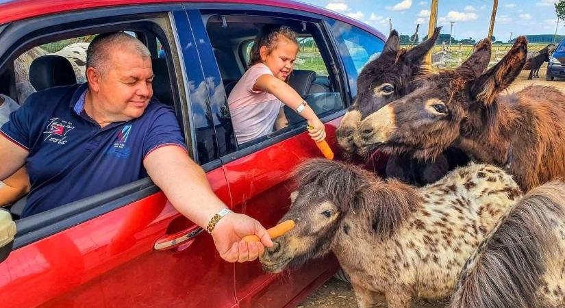 Otthonra lelnek az árvák: őzgidákat, húsvéti nyuszikat, gólyákat és kis kapibarát is mentett a Pusztaottlakai Safari Park