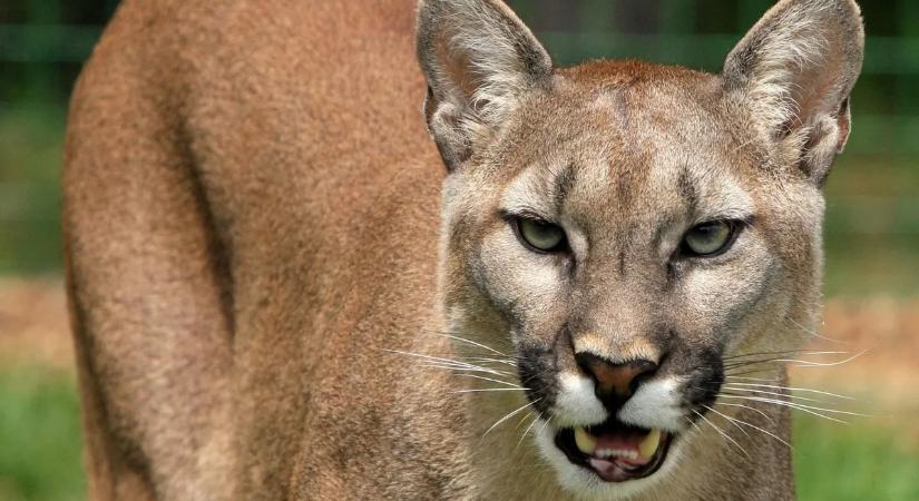 Rémálom a túraösvényen – 30 éve nem történt ilyen véres támadás