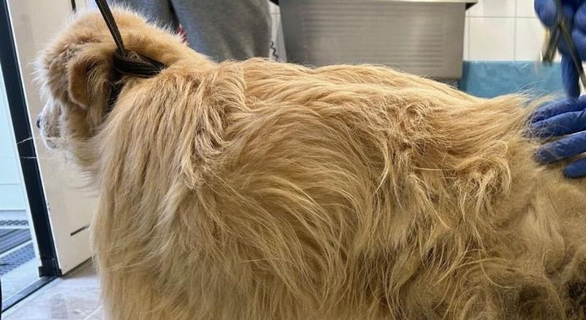 Több tucat állatot találtak borzalmas körülmények között az osztrák-magyar határon megállított kisbuszban