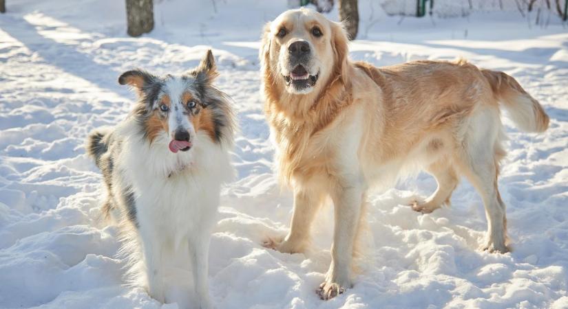 Kutyák téli udvartartása – milyen hőmérséklet az optimális?