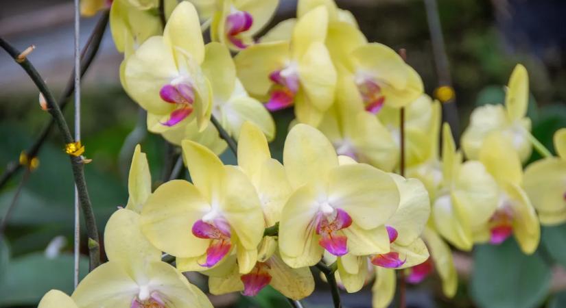 A titkos konyhai alapanyag, amitől álomszerűen virágzik majd az orchidea