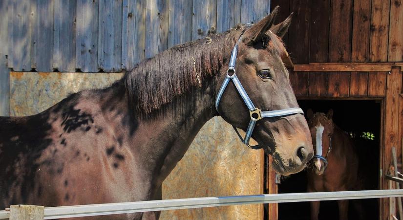 Lovak téli komfortja: A friss levegő többet ér, mint a meleg!