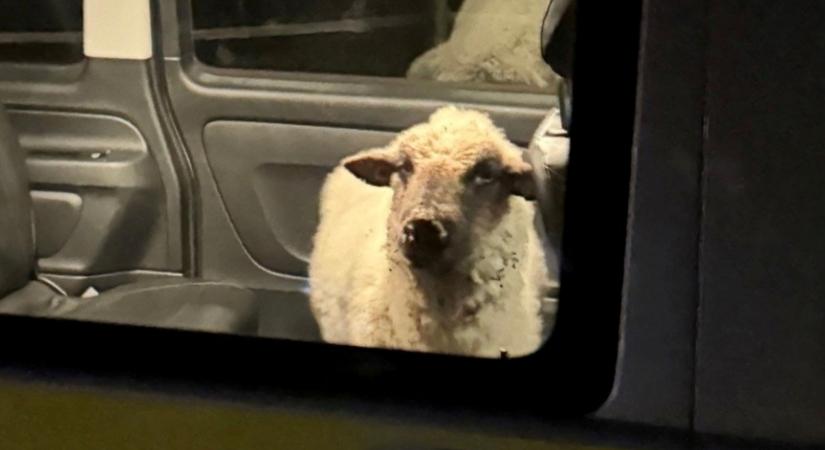 Juh kóricált az autók között, a rendőrök cserkészték be