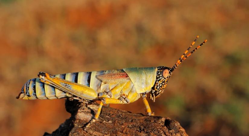 Megjöttek az egyiptomi sáskák – ekkora még nem élt Magyarországon