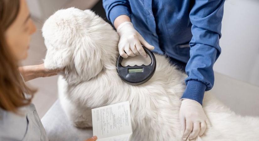 Térképre kerültek a vármegyei chipleolvasók, minden hely és önkéntes egy helyen