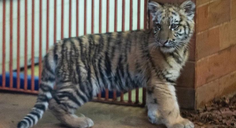 Végre látogatható Pablo, a drogtanyáról lefoglalt tigriskölyök