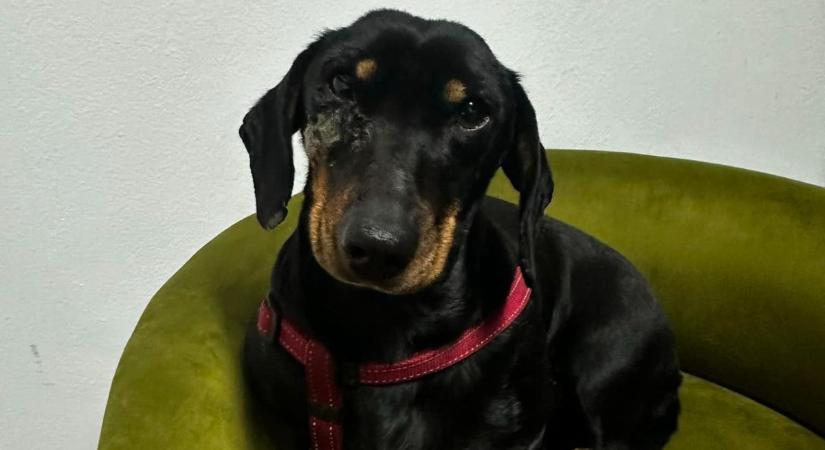 Akkorát mulatott szilveszterkor valaki Szekszárdon, hogy elhagyta a tacskóját