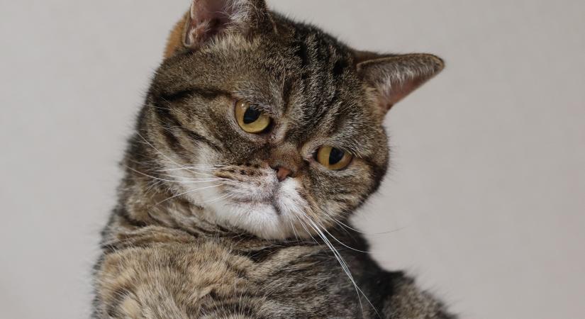 Ezekre a macskás kifejezésekre kerestek rá legtöbben 2025-ben