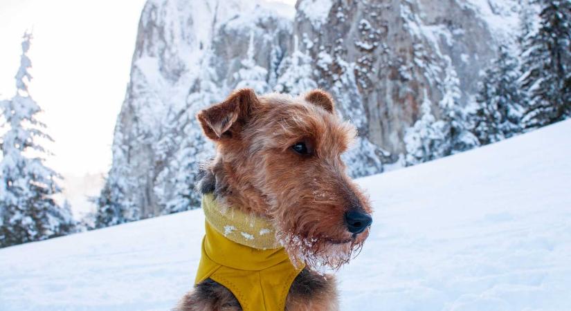 Miért érdemes Erdélyben kutyával túrázni? – Három kihagyhatatlan túraútvonal
