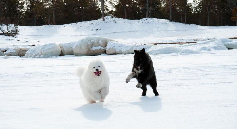 Mikor válik életveszélyessé a hideg a kutya számára? Mutatjuk!