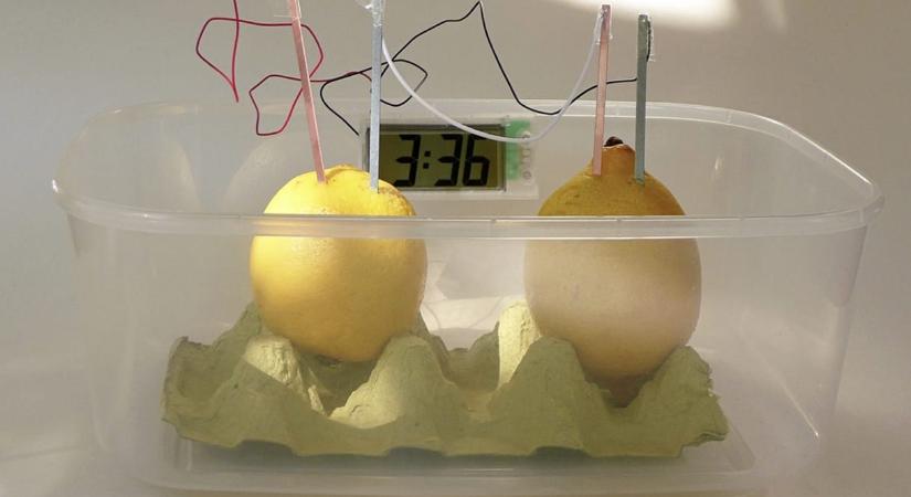 Citromból elem: egyrészt működik, másrészt miután lemerül, gyorsan lebomlik