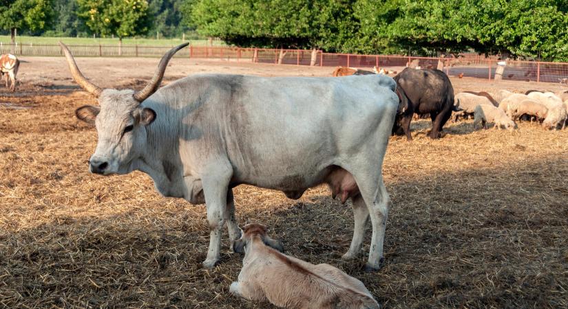 Pirók borjúból ezüstszürke, így változik a magyar szürke szarvasmarha színe