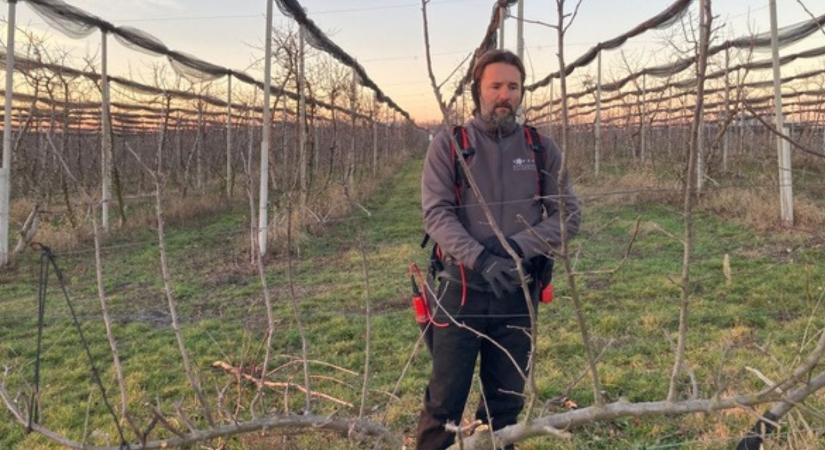 Falszerű lombfal és erősebb alanyok – új irány az almában?