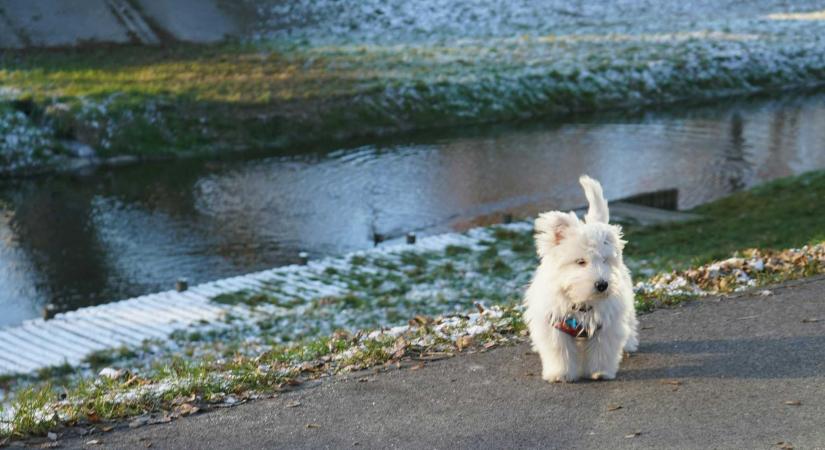 Kutyáját akarta menteni, búvár húzta ki a Maros-folyó jege alól a férfit