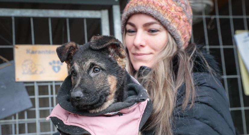 Elveszett kutyák szilveszterkor: több négylábút jelenleg is keresnek Vasban