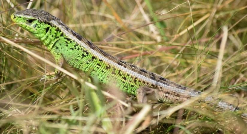 A fürge gyík lett 2026-ban az év hüllője