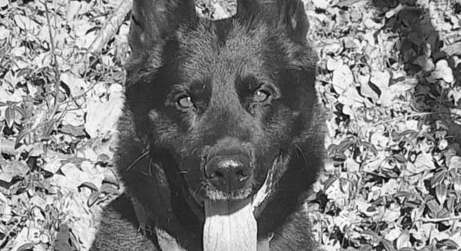 Elpusztult az ország egyik legismertebb rendőrkutyája