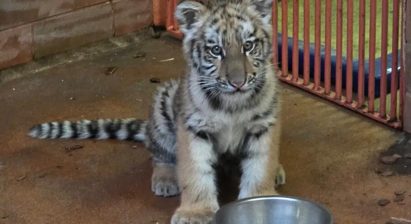 Pablo, a drograzzián lefoglalt kistigris meg volt illetődve új lakóhelyén, az Állatkertben