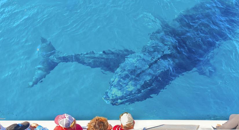 Beszélgetés egy hosszúszárnyú bálnával